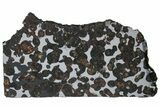Polished Sericho Pallasite Meteorite ( g) Slice - Kenya #313712-1